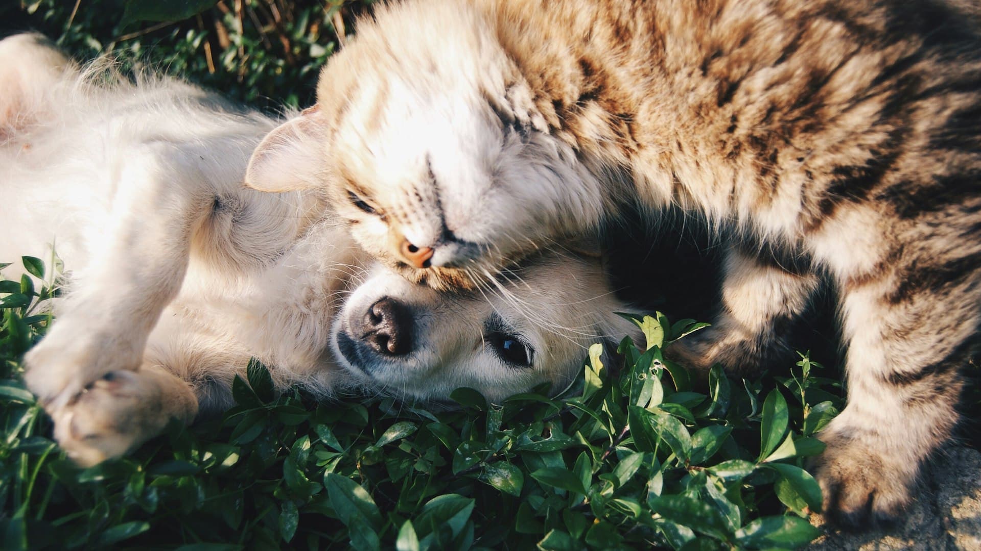 Happy person with dogs